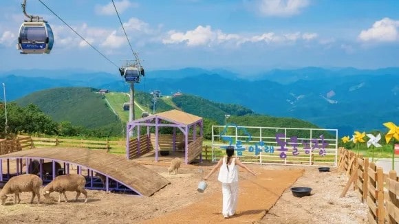 작년 7월 하이원탑 슬로프 주변에 1,600㎡ 규모로 조성된 동물농장